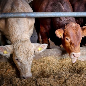 恒歌養殖溯源監控系統高精度溫濕度變送器，智能畜牧養殖業環境監控系統溫濕度解決方案