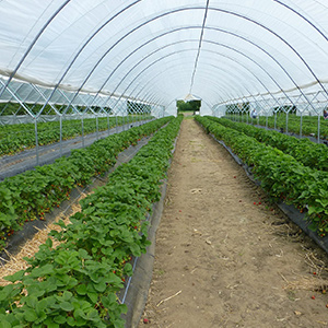 新思維、新方式！現(xiàn)代農(nóng)業(yè)發(fā)展早已不同！